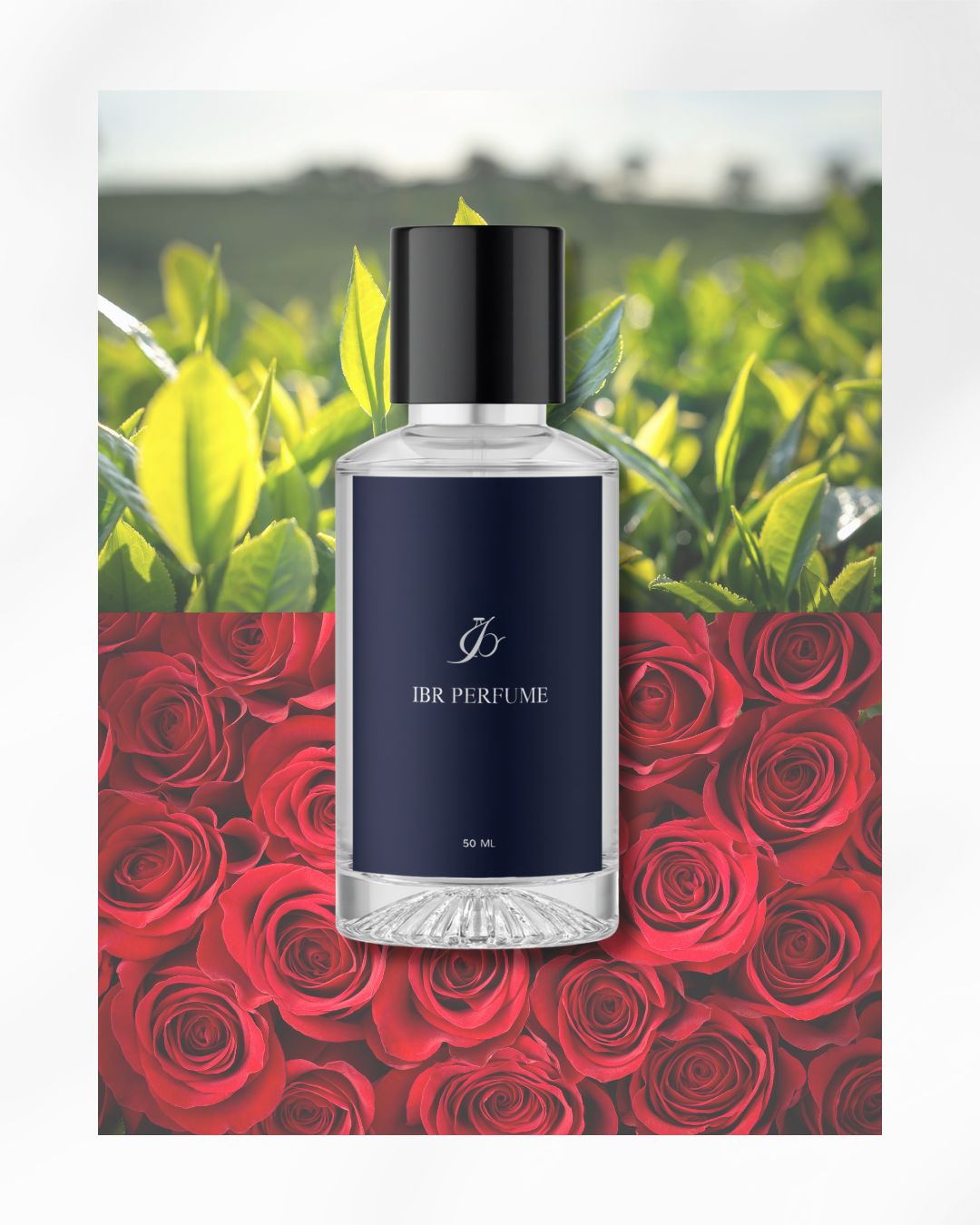 ASAM ROSE